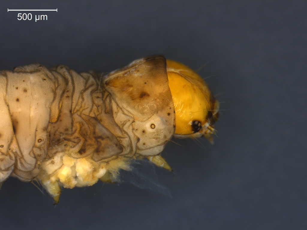 Acentria ephemerella